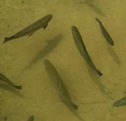 Jungfische