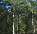 Kabinett billigt Forstreform - 1.000 Stellen werden abgebaut 