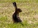 Kaninchen erobern Sportplatz