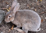 Kaninchenfleisch aus tierqulerischer Haltung