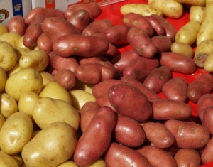 Kartoffelanbau Deutschland