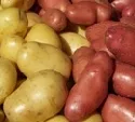 Kartoffelernte 2009