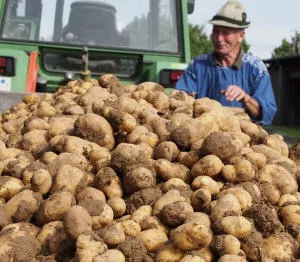 Kartoffelernte 2022 Thringen 