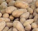 Kartoffelernte Rumnien 2011