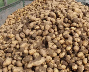 Kartoffelernte Thringen 2014