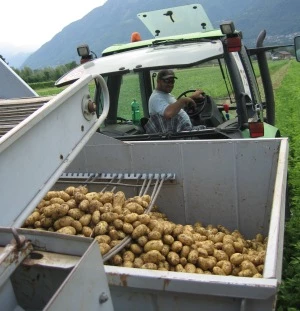 Kartoffelerzeugung