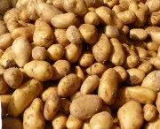 Kartoffelexport aus Niedersachsen