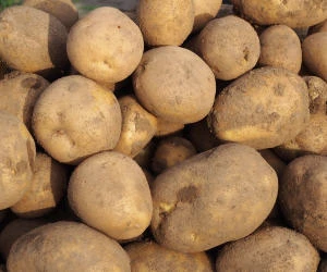 Kartoffelhandel