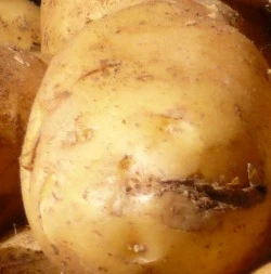 Kartoffelverluste