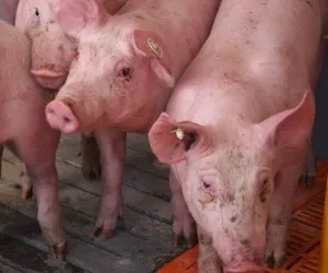 Kastrierte Schweine?