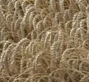 Kein Nachweis unerwnschter Auswirkungen von gentechnisch verndertem Weizen