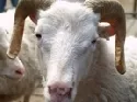 Kennzeichnungspflicht von Schaf und Ziege 