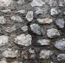 Kiefer auf Klostermauer