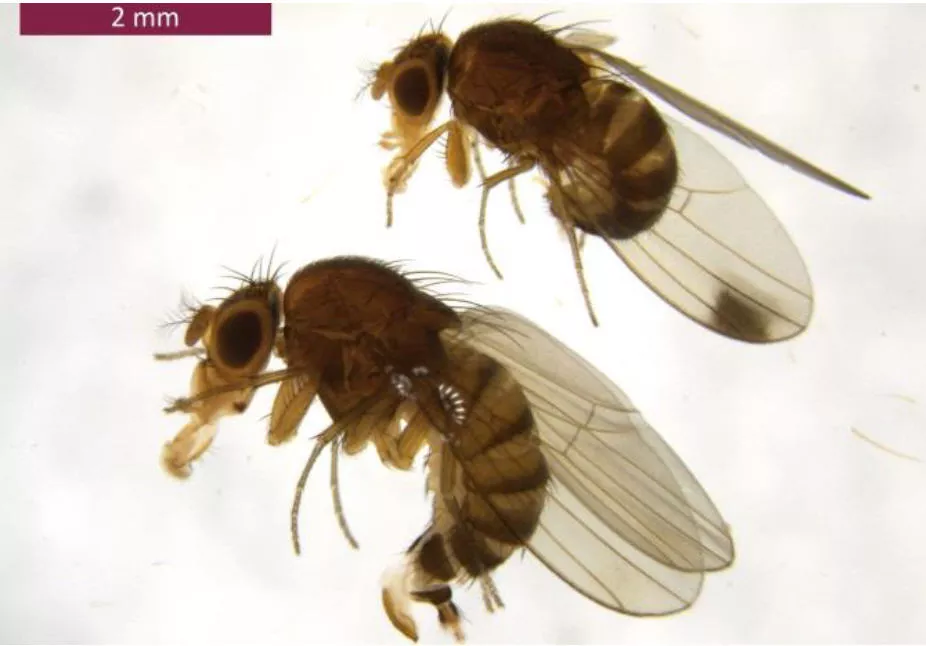 Kirschessigfliege - Drosophila-suzukii
