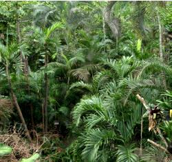 Klimaforschung im Regenwald