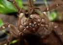 Klimawandel Spinnen