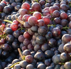 Klimawandel Weinbau