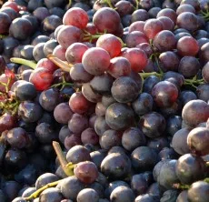 Klimawandel Weinbau