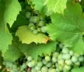 Klimawandel im Weinbau