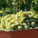 Knapp 2,4 Millionen Hektoliter Weinmost geherbstet