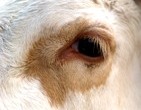 Knapp 40 Prozent der in Sachsen gehaltenen Rinder sind Milchkhe
