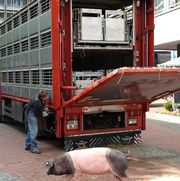 Kontrolle von Tiertransporten