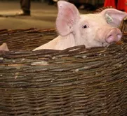 Konventionelle Schweinehaltung
