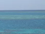 Korallenriffe: Lebensgrundlage in arger Bedrngnis 