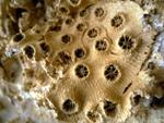 Korallenriffe als Evolutionszentren