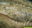 Krokodile-Sterben Krger-Park