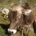 Kuh in den Alpen 
