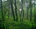 LK sterreich: Nachhaltige Bewirtschaftung sichert das kosystem Wald