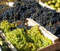 Land frdert Weinbau auf vielfltige Art und Weise 