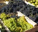 Land frdert Weinbau auf vielfltige Art und Weise 