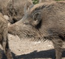 Landwirte und Jger: Wildschweinepopulation gemeinsam minimieren