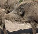 Landwirte und Jger: Wildschweinepopulation gemeinsam minimieren