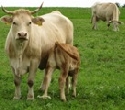 Landwirtschaft: Ohne Kuh geht es nicht!