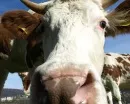 Landwirtschaftsmesse krt die schnsten Milchkhe