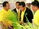 Landwirtschaftsminister Dr. Thira Sutabutr (zweiter von rechts) informiert sich auf der Ausstellungsflche von Bayer CropScience ber aktuelle Lsungen in der Bekmpfung von Rotem Reis