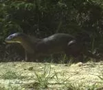 Langhaarnasenotter - Lutra sumatrana