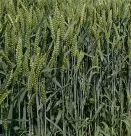 MV-Bauern setzen auf Weizen, Raps und Mais