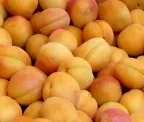 Mrkischer Obstbau: Aprikosen statt Stachelbeeren 