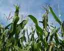 Maisanbau zur Biogasnutzung deutlich ausgeweitet