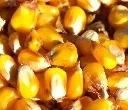 Maiseinsatz im Mischfutter