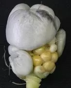 Maispflanze, vom Pilz Ustilago maydis befallen
