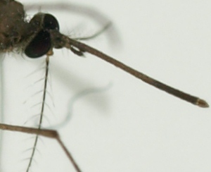 Malaria-Überträger