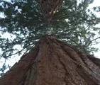 Mammutbaum (Sequoiadendron gigantea)
