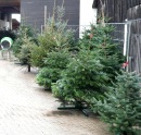 Mangelware Nordmanntanne: Jeder dritte Weihnachtsbaum ist Sauerlnder