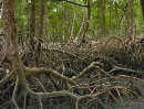 Mangrovenwlder in Gefahr