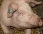 Marktkommentar Schweine